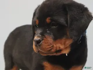 Rottweiler dogs Ali - Ad 10