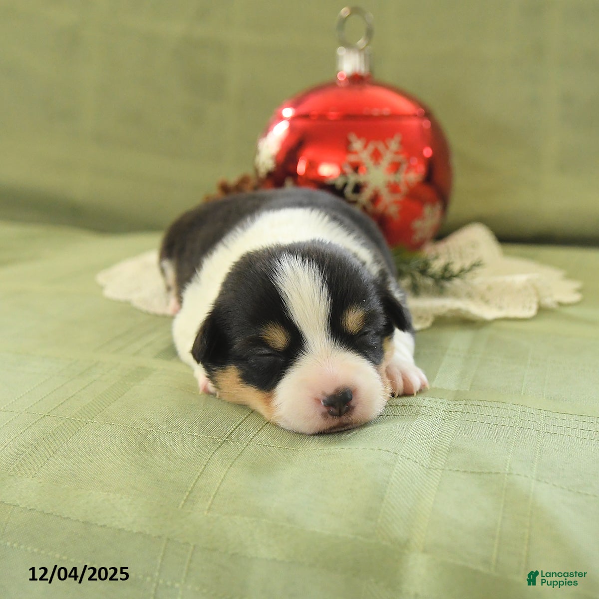 Welsh Corgi Pembroke dogs Prince    - Ad 40