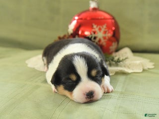 Welsh Corgi Pembroke dogs Prince - Ad 31