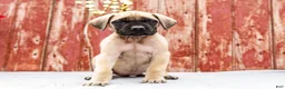 English Mastiff dogs for sale: Missy - Ad 1