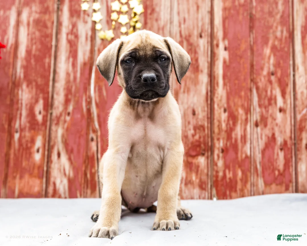 English Mastiff dogs for sale: Missy - Ad 1