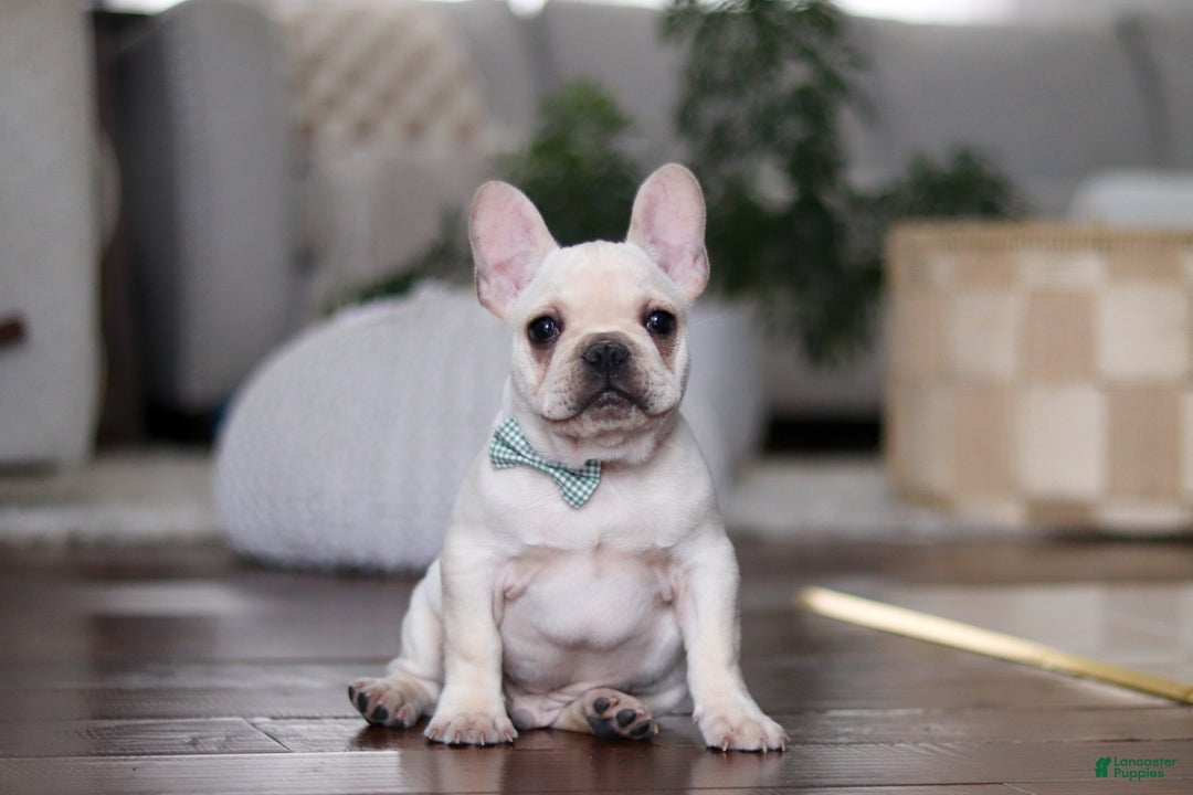 French Bulldog dogs for sale: Sawyer - Ad 1