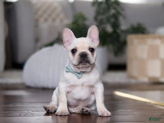French Bulldog dogs Sawyer - Ad 33