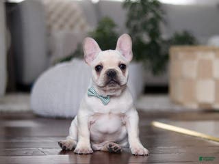 French Bulldog dogs Sawyer - Ad 16
