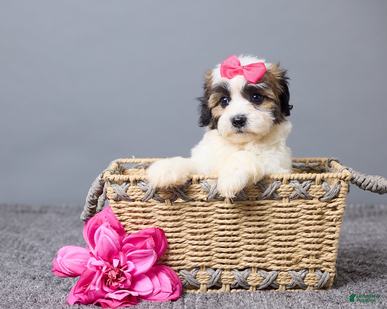 Teddy Bear dogs Laina - Ad 1