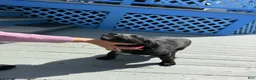 Mixed Breed dogs for sale: Wakanda - Ad 6