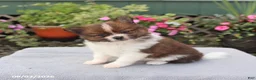 Pomeranian dogs for sale: Brownie - Ad 3
