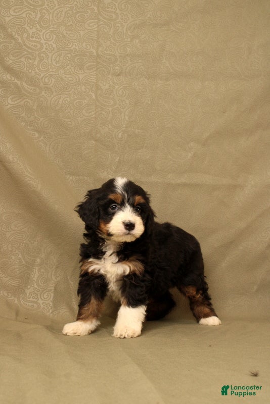 Mini Bernedoodle dogs for sale: Buttercup - Ad 4