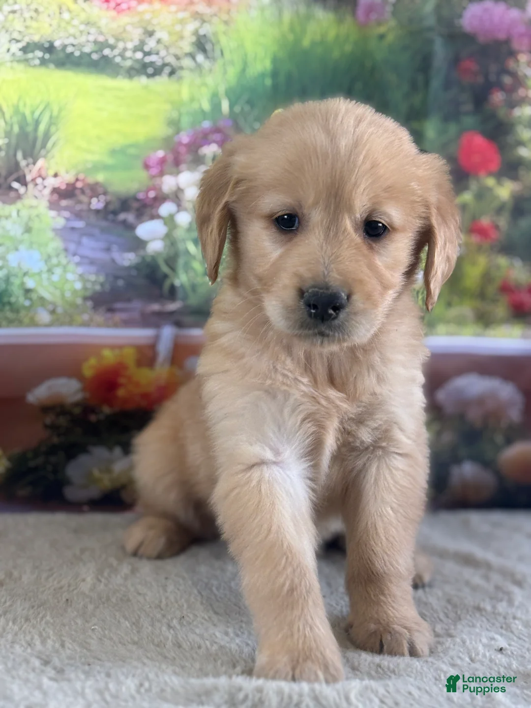 Golden Retriever dogs for sale:  Penn - Ad 1