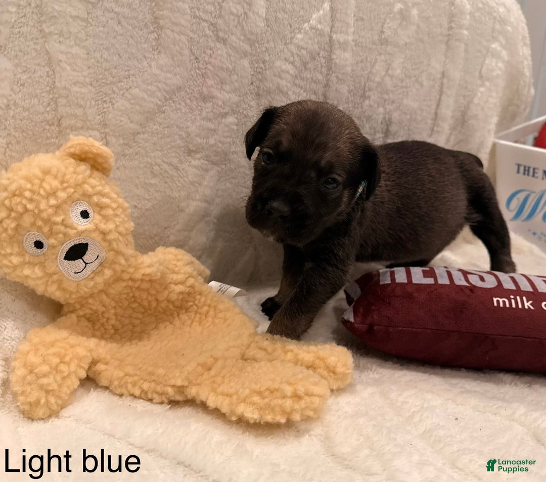 Cane Corso dogs for sale: Reign (light Blue) - Ad 5