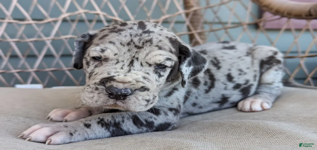 Gallery Image {{count}}