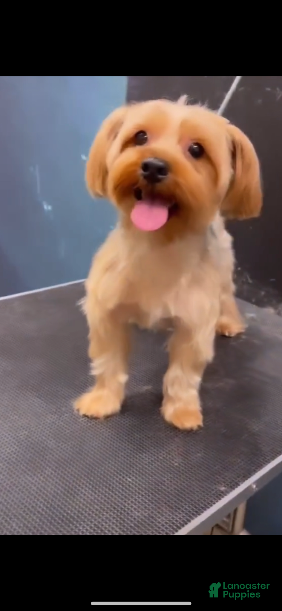 Yorkshire Terrier dogs Rio - Ad 2