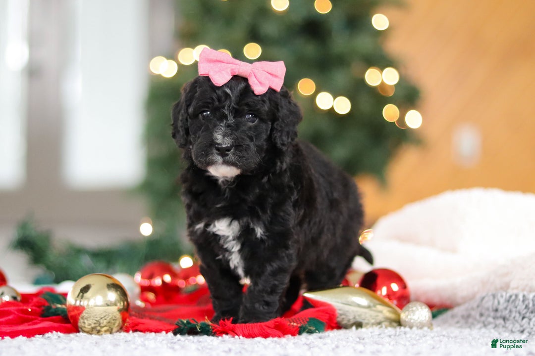 Mini Goldendoodle dogs for sale: Tilly - Ad 8