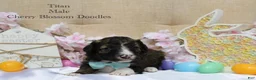 Bordoodle dogs for sale: Titan - Ad 2