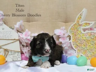 Bordoodle dogs Titan - Ad 7