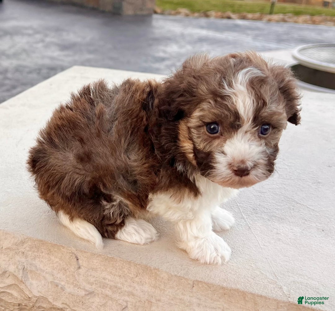 Havanese dogs for sale: Rascal - Ad 3
