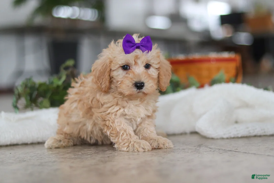 Schnoodle dogs for sale: Piper - Ad 3