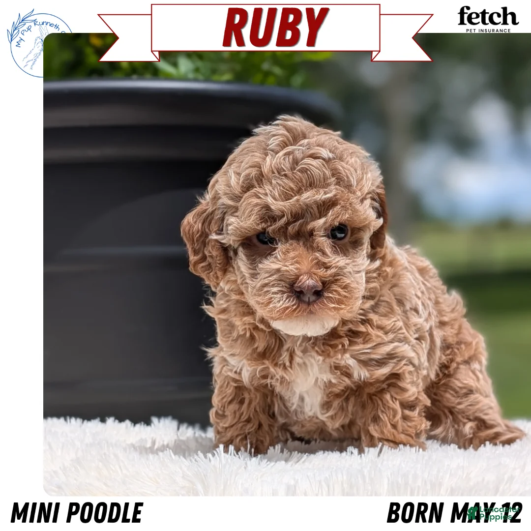 Miniature Poodle dogs for sale: Ruby - Ad 1