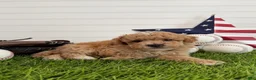 Cavapoo dogs for sale: Rookie - Ad 5