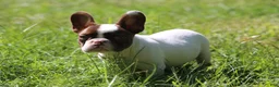 French Bulldog dogs for sale: French Bulldog 1 - Ad 3