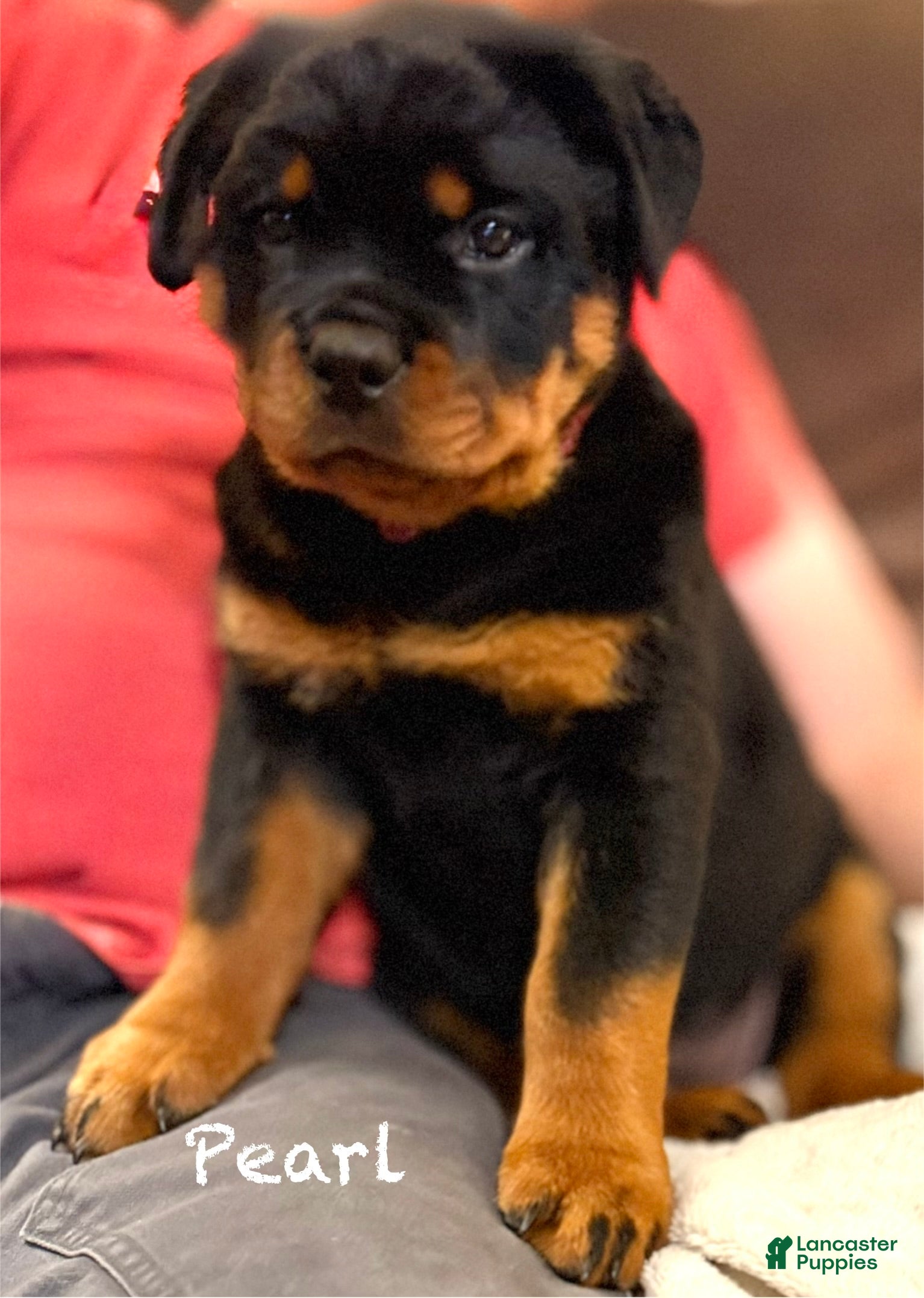 Rottweiler dogs Pearl - Ad 2