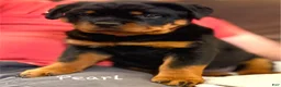 Rottweiler dogs for sale: Pearl - Ad 2