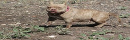 American Bully dogs for sale: Raven - Ad 6