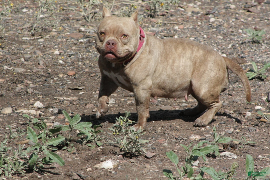 American Bully dogs for sale: Raven - Ad 6