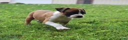 Boxer dogs for sale: Piper - Ad 5