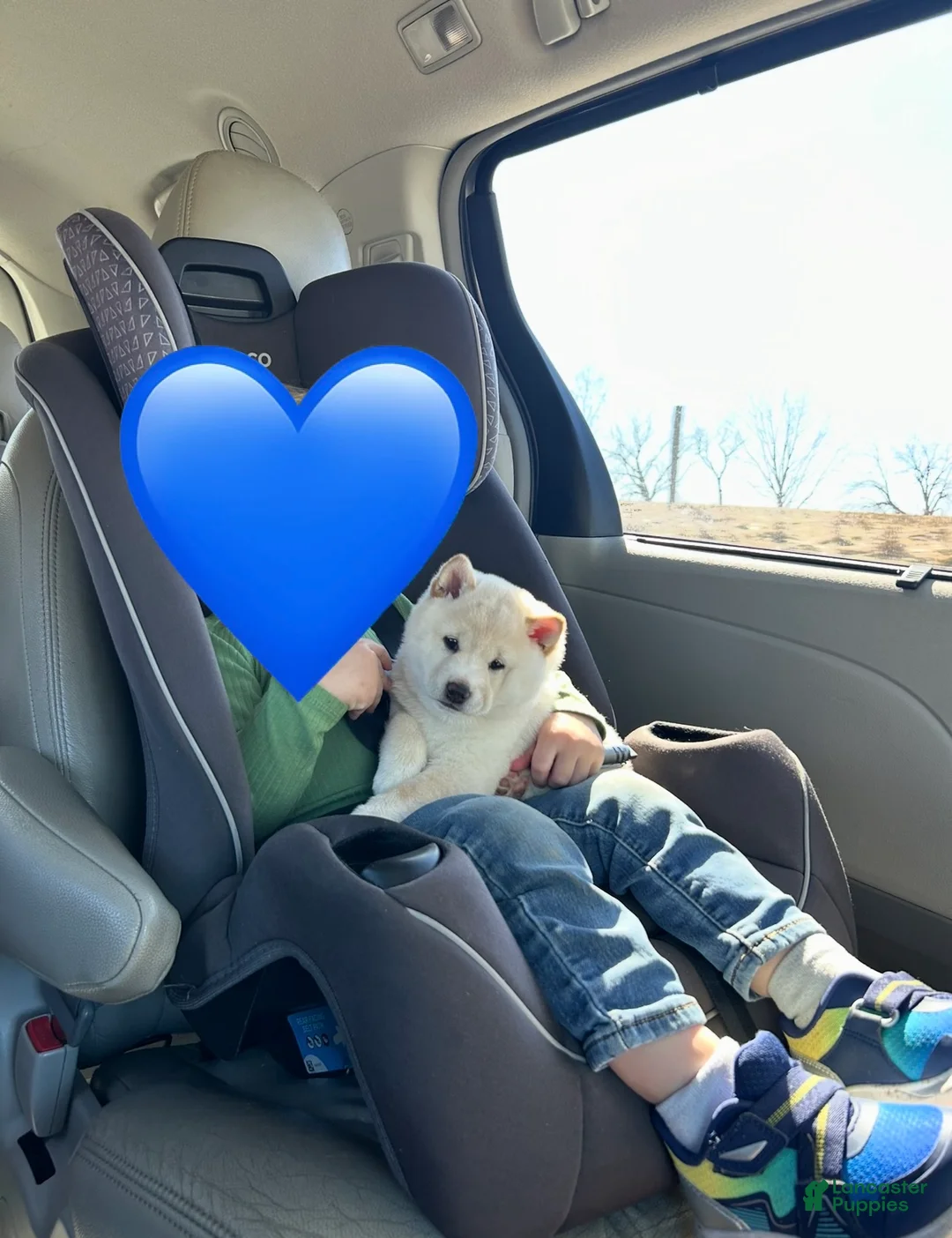 Shiba Inu dogs for sale: Shiba Inu Puppy 1 - Ad 1