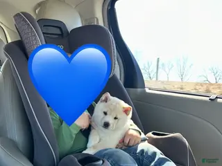 Shiba Inu dogs Shiba Inu Puppy 1 - Ad 29