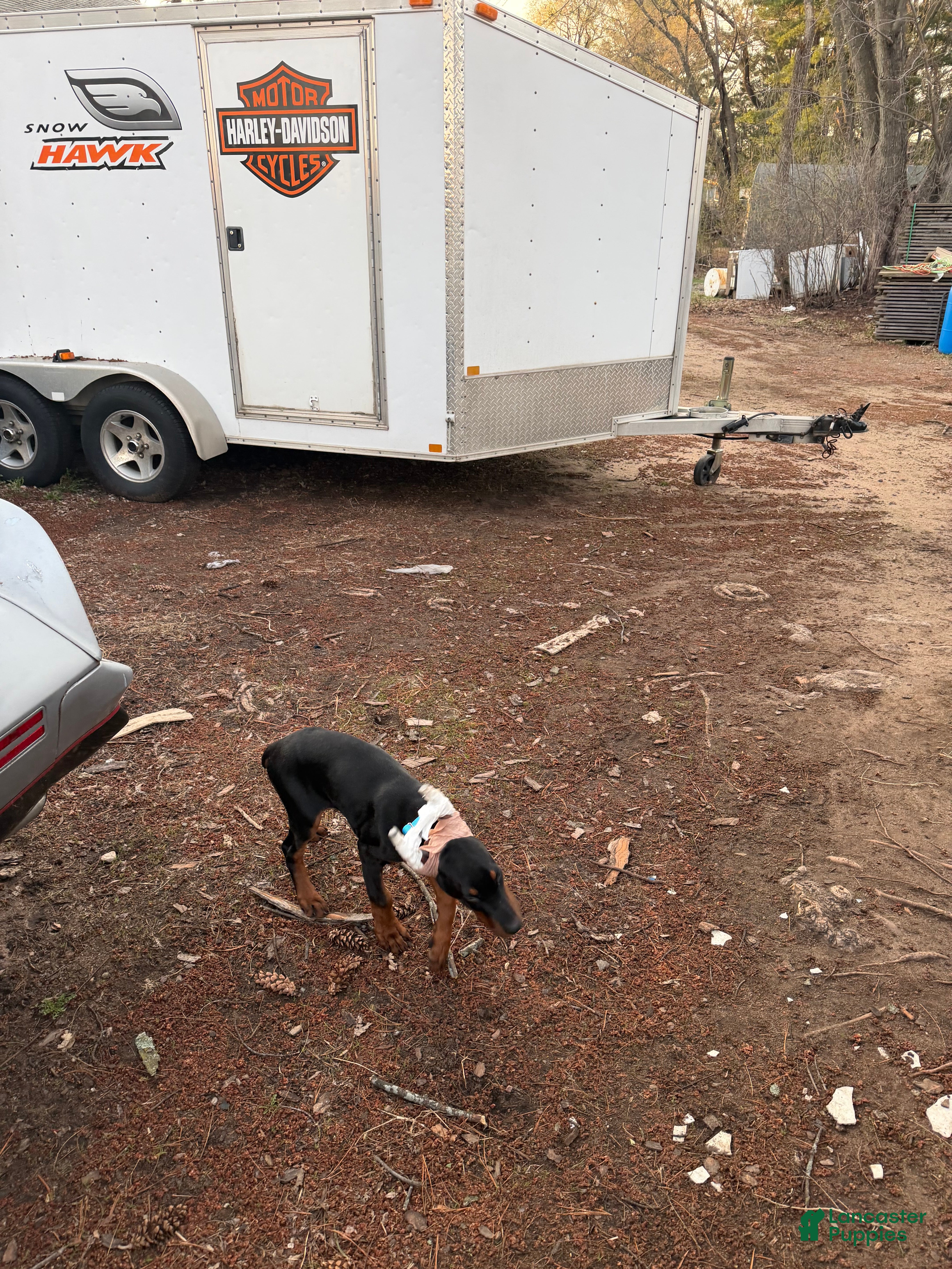 Doberman Pinscher dogs Doberman Pinscher Puppy 6 - Ad 21