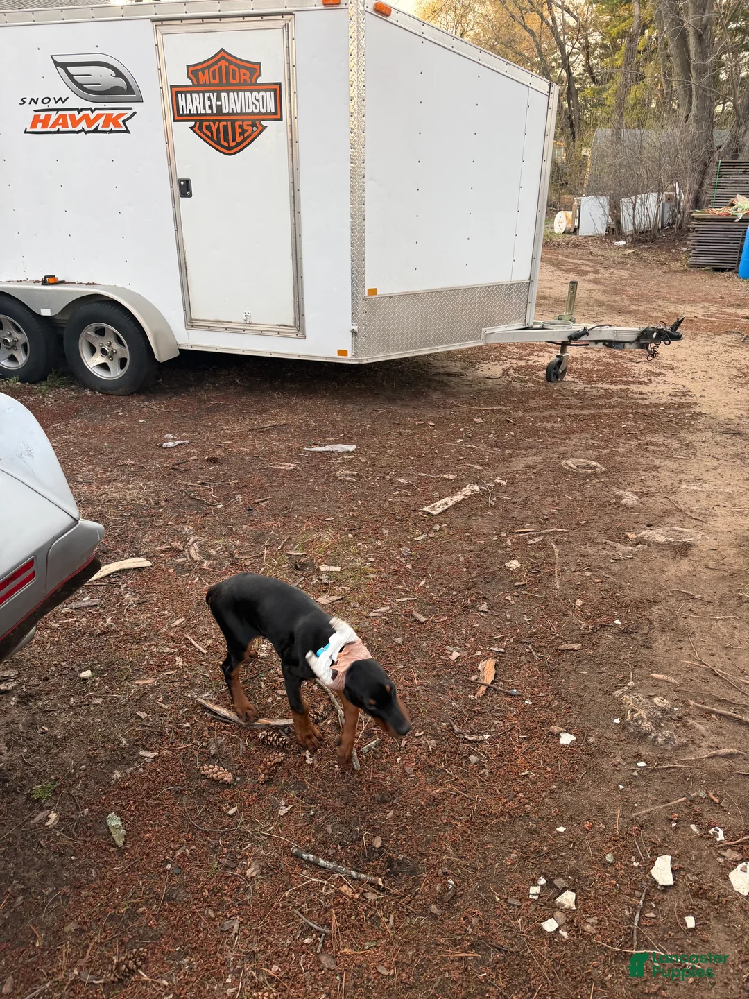 Doberman Pinscher dogs for sale: Doberman Pinscher Puppy 6 - Ad 1