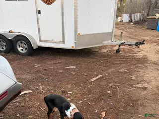 Doberman Pinscher dogs Doberman Pinscher Puppy 6 - Ad 21