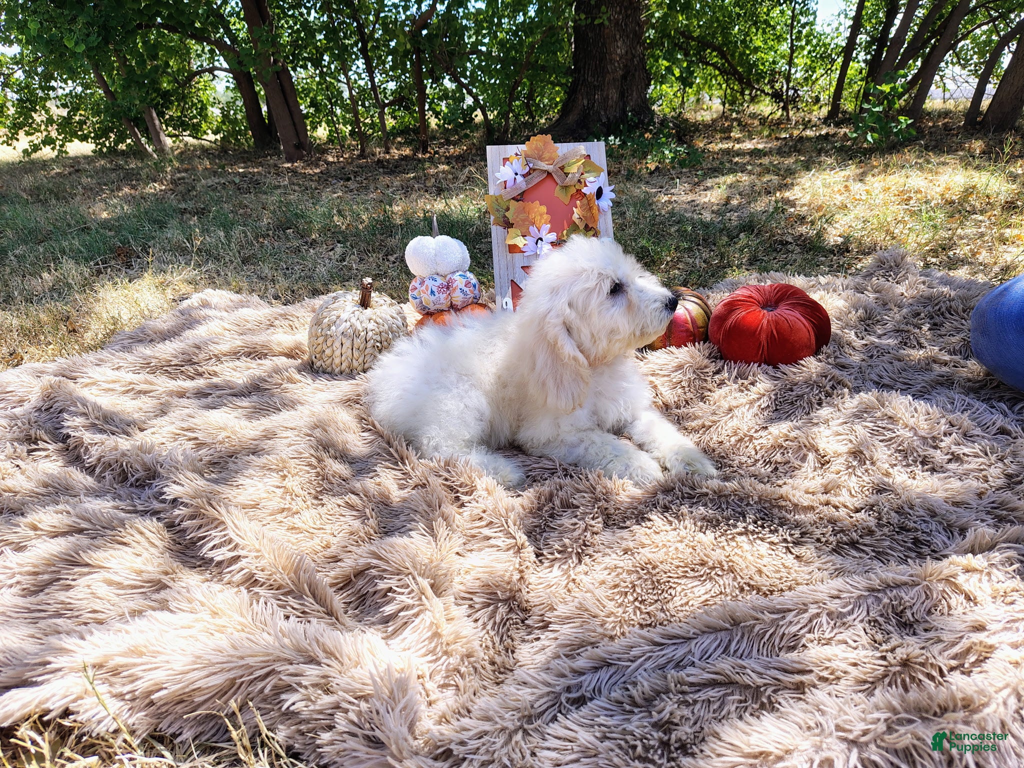 Mini Goldendoodle dogs Mini Goldendoodle 6 - Ad 2