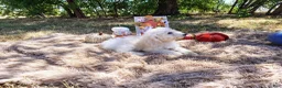 Mini Goldendoodle dogs for sale: Mini Goldendoodle 6 - Ad 2