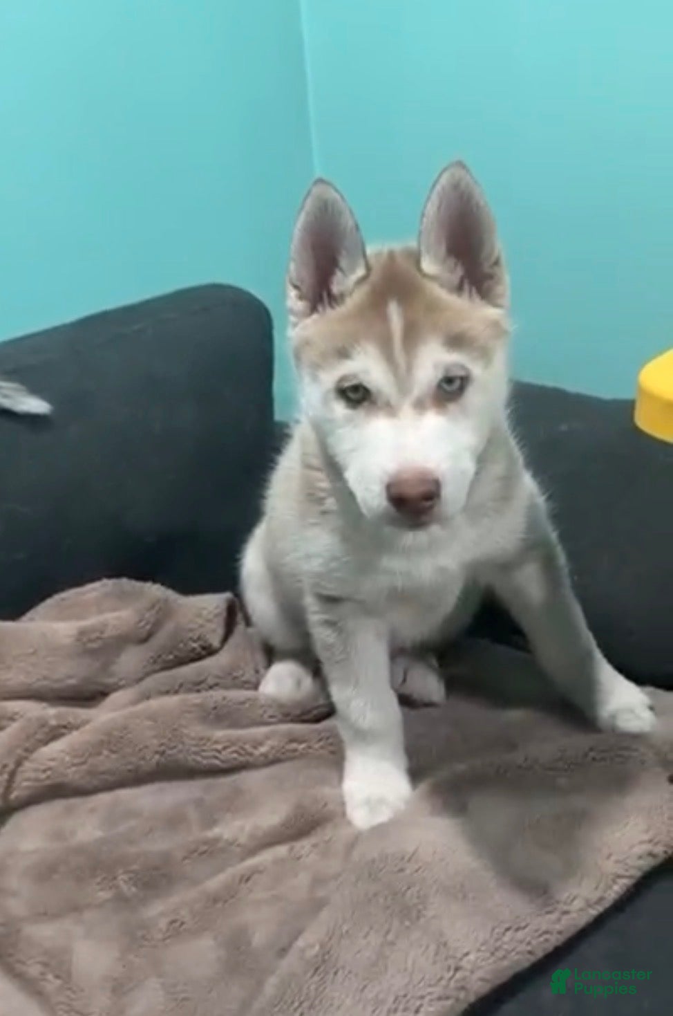 Siberian Husky dogs caramel - Ad 15