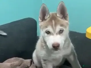 Siberian Husky dogs caramel - Ad 15