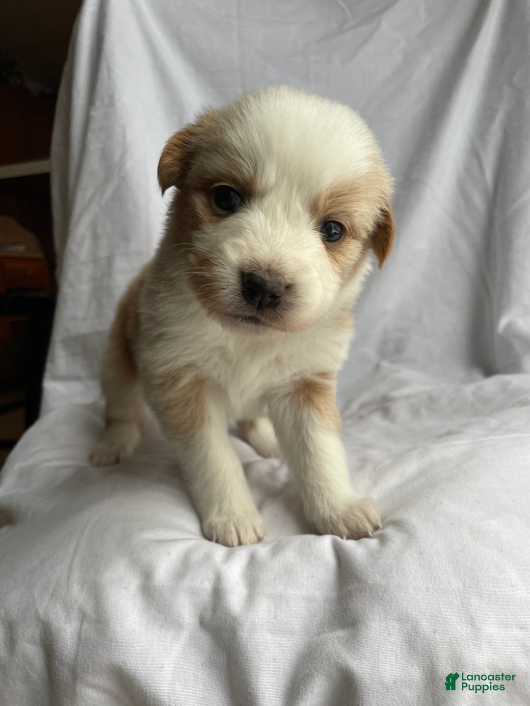 Australian Shepherd dogs for sale: Chance - Ad 31