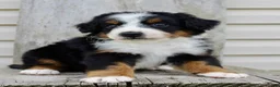Bernedoodle dogs for sale: Rowan - Ad 5