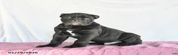 Cane Corso dogs for sale: Marco - Ad 3