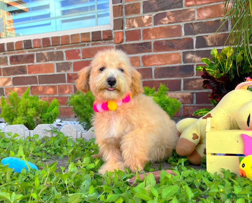Maltipoo dogs Aurora - Ad 2