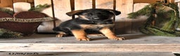 German Shepherd dogs for sale: Sidney - Ad 1