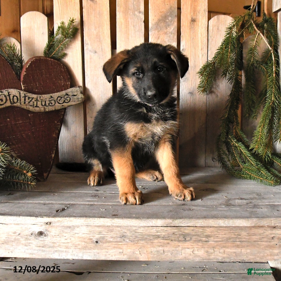 German Shepherd dogs for sale: Sidney - Ad 1