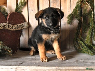 German Shepherd dogs Sidney - Ad 11