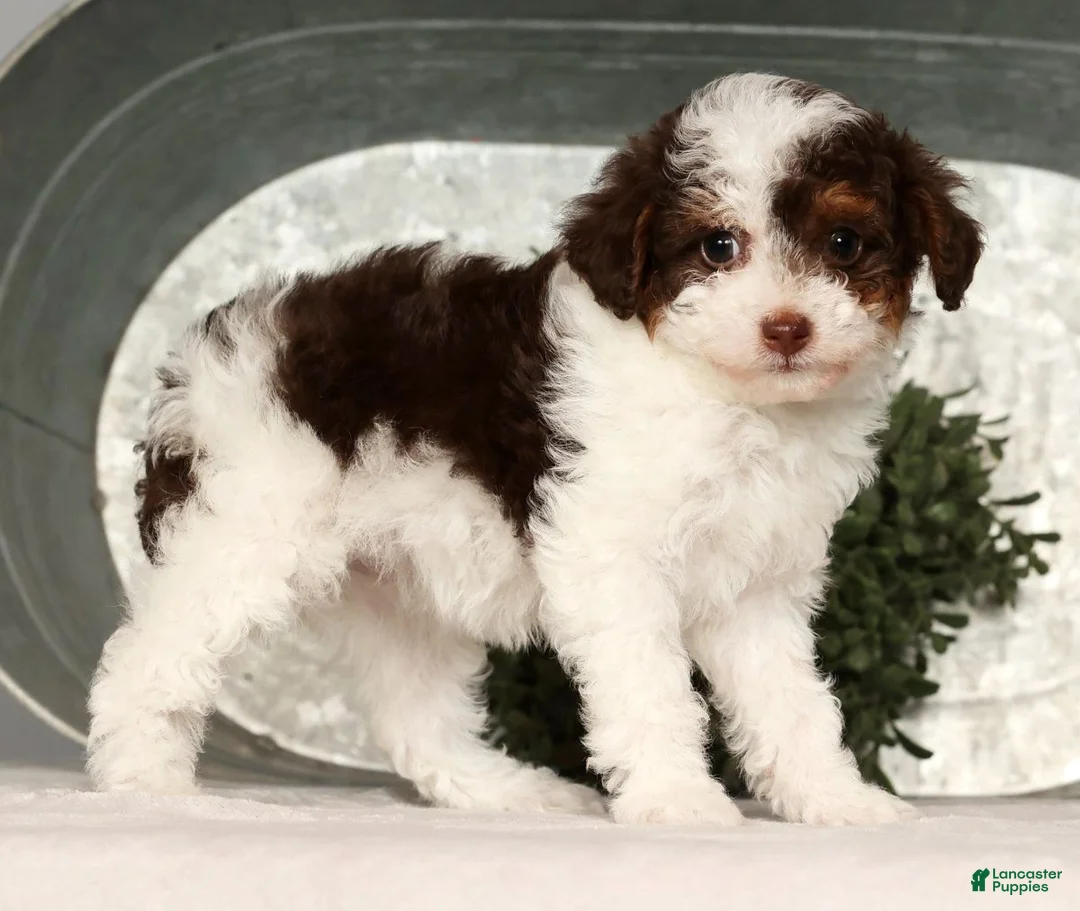 Toy Poodle dogs for sale: Molly - Ad 6