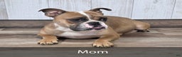 English Bulldog dogs for sale: Amber - Ad 7