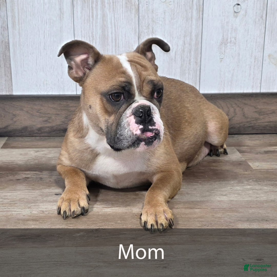 English Bulldog dogs for sale: Amber - Ad 7