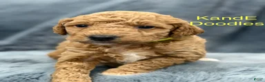 Mini Goldendoodle 8