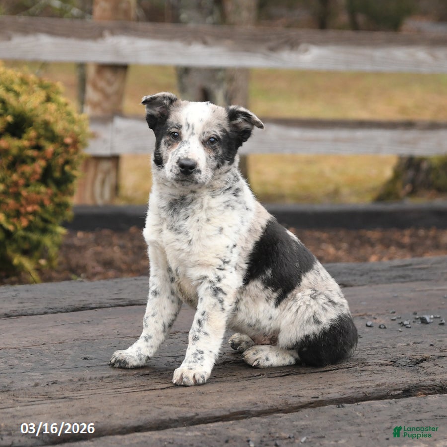 Mixed Breed dogs Dash - Ad 1